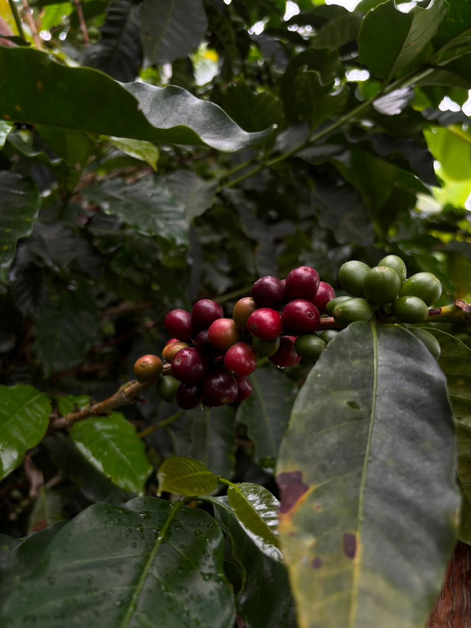 Washed – Castillo – 340 g – Valle del Cauca Colombia