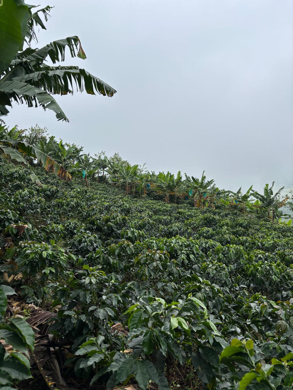 Washed – Castillo – 340 g – Valle del Cauca Colombia