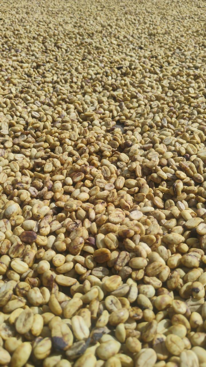 Washed – Castillo – 340 g – Valle del Cauca Colombia