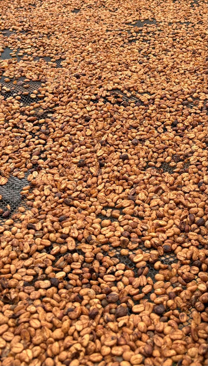 Honey – Castillo – Sevilla Valle del Cauca Colombia