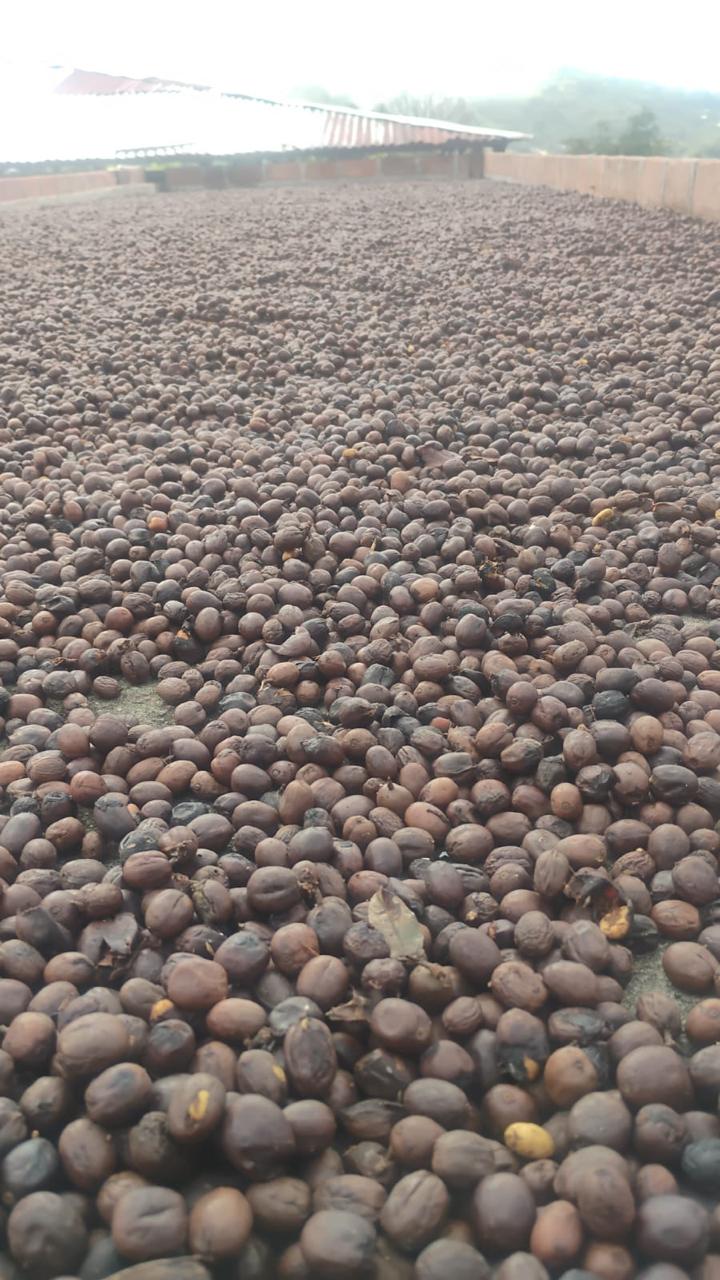 Natural – Castillo  – Sevilla Valle del Cauca Colombia